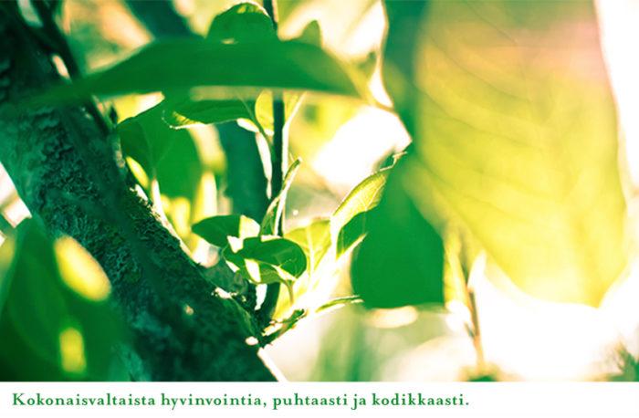 Kotikuntoutus